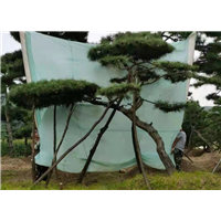 造型黑松价格