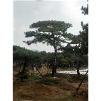 造型油松 