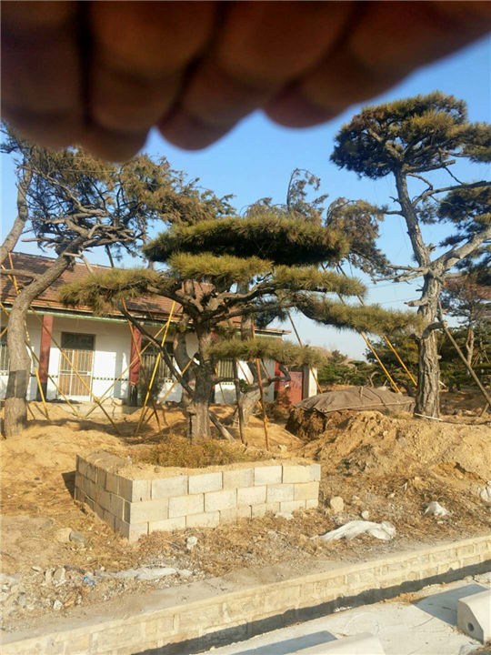 造型油松—山东造型油松价格 