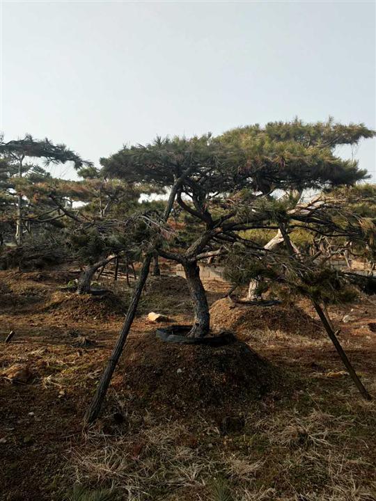 造型油松/造型油松价格 