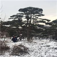 造型黑松/造型黑松价格 