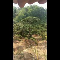 造型油松|造型油松价格|莱芜造型油松基地 