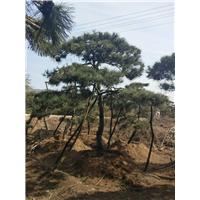 造型油松|造型油松基地 