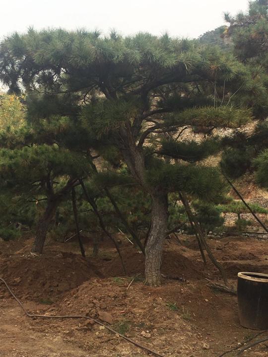 造型油松价格 