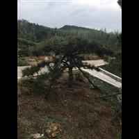 造型黑松|造型黑松价格|造型黑松基地 