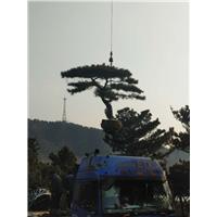 造型油松|造型油松价格 