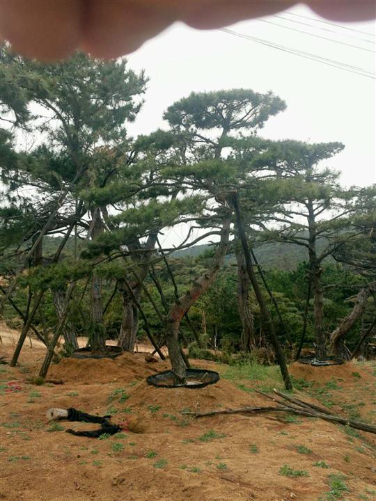造型松|景观松|造型黑松|造型油松 