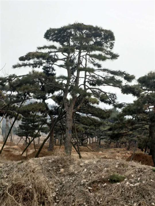 造型油松/造型油松价格 