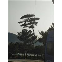 造型黑松|造型黑松价格 