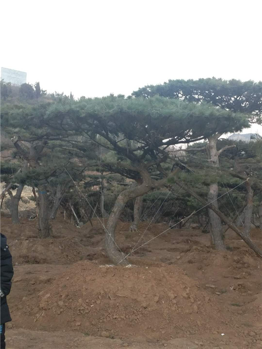 造型油松价格_**造型油松价格/批发报价 