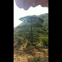 造型油松|造型油松价格|莱芜造型油松基地 