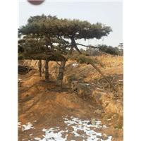 造型黑松盆景,观赏造型油松图片,山东造型松树 