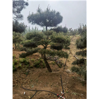 造型黑松