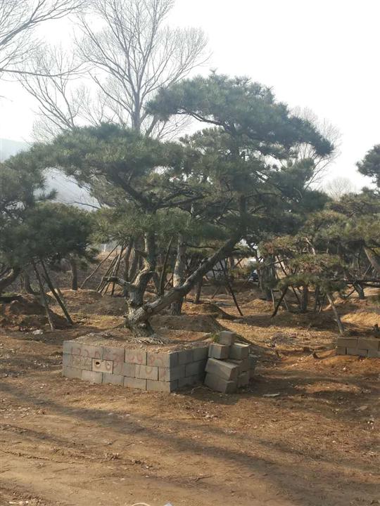 造型油松/造型油松价格 