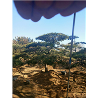 造型松_造型松价格 
