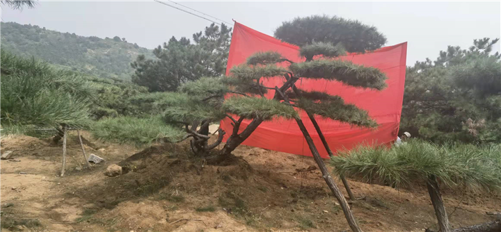 造型松基地