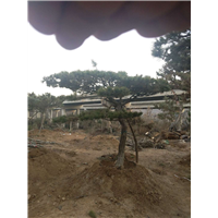 造型松_造型松价格 