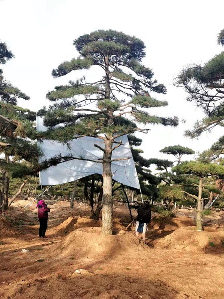 山东造型松图片,造型黑松价格,造型油松基地 