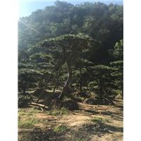 山东造型油松 