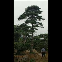 造型油松|造型油松价格|莱芜造型油松基地 