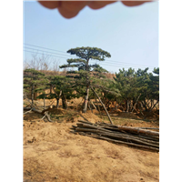 造型油松_各种规格油松树苗_薄利多销 