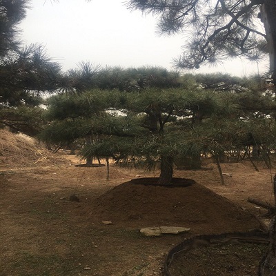 造型油松/造型油松价格 