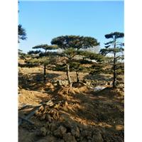 造型油松—山东造型油松—大型造型油松树培育基地 