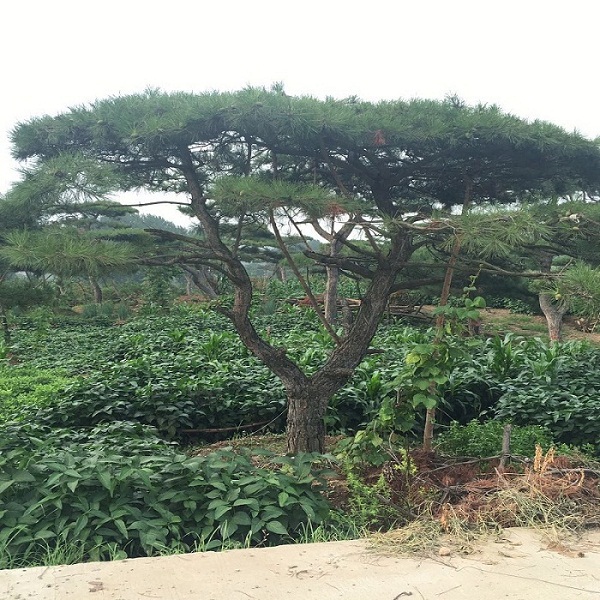 造型油松|造型油松价格|造型油松基地 