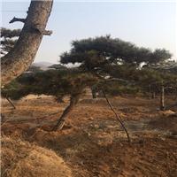 造型黑松/造型黑松价格 