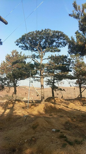 造型油松—山东造型油松价格 
