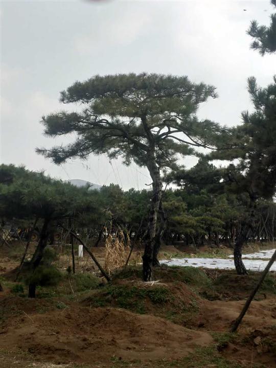 造型油松 