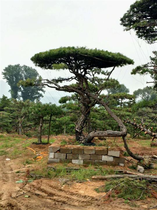 油松图片大全 个性造型油松图片鉴赏 