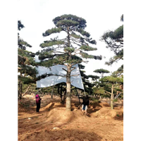 山东造型松图片,造型黑松价格,造型油松基地 