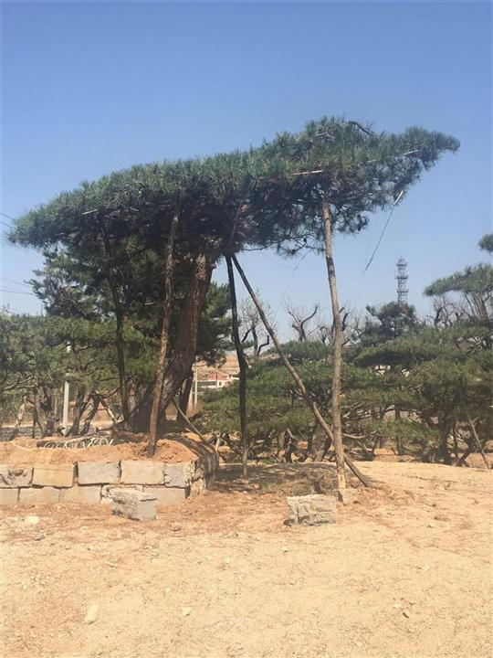 山东造型松 