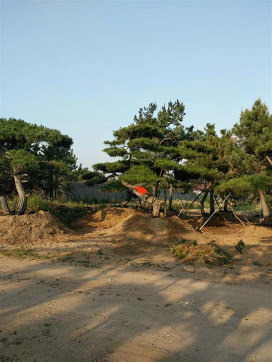 造型油松|造型油松价格|莱芜造型油松基地 