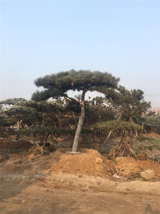 造型黑松/造型黑松价格 