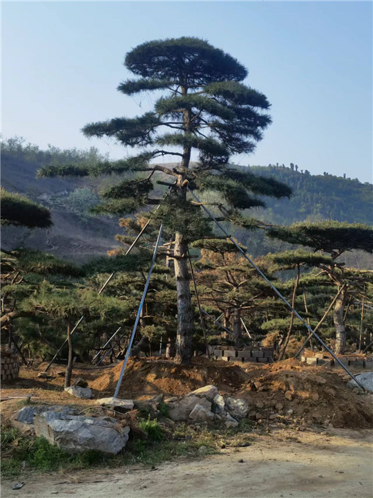 山东造型油松