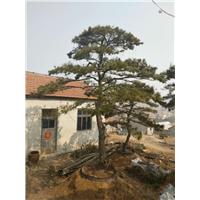 造型油松/造型油松基地 