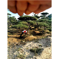 青岛造型油松的培育 