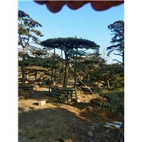 造型油松—山东造型油松—大型造型油松树基地 