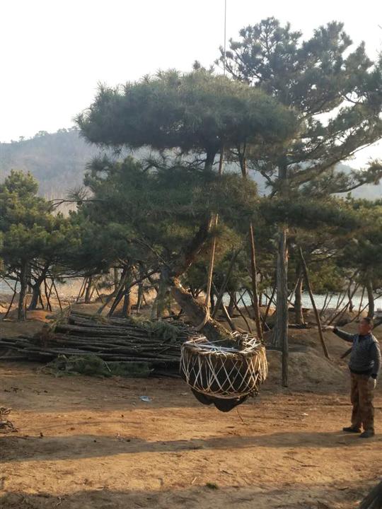 造型油松|造型油松价格 