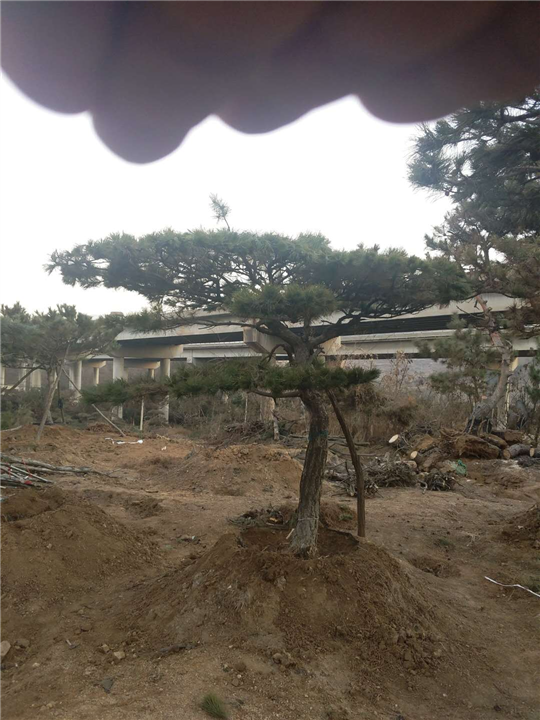 造型松_造型松价格 