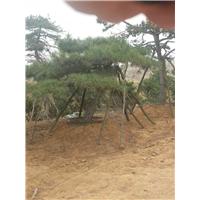 造型黑松,造型黑松价格 