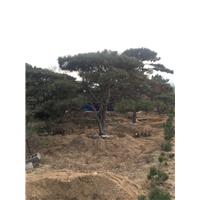 造型油松/造型油松价格 