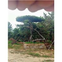 造型松_山东造型油松_西宁造型松_河北造型松 