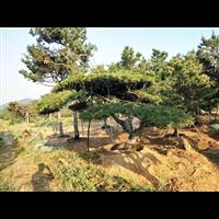 造型油松|造型油松价格|莱芜造型油松基地 