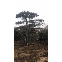 造型黑松/造型黑松价格 