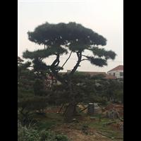 造型油松价格 