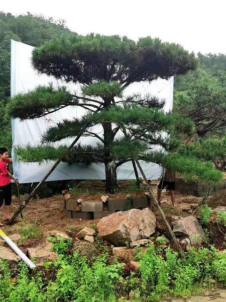 造型油松价格 
