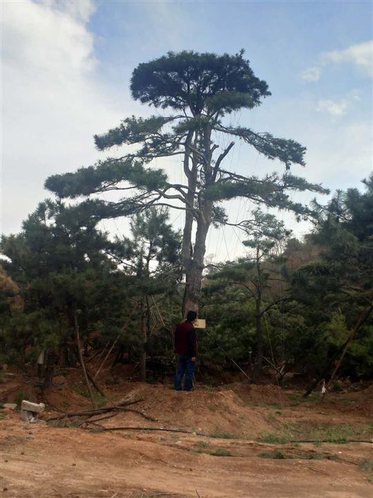 山东莱芜光峰造型松基地-造型黑松、造型松树、造型油松 
